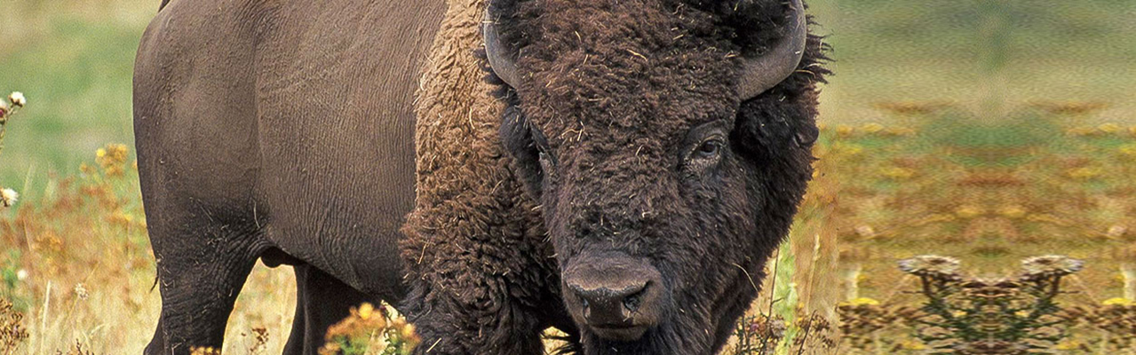 Famous Bison Personalities | Animal In You