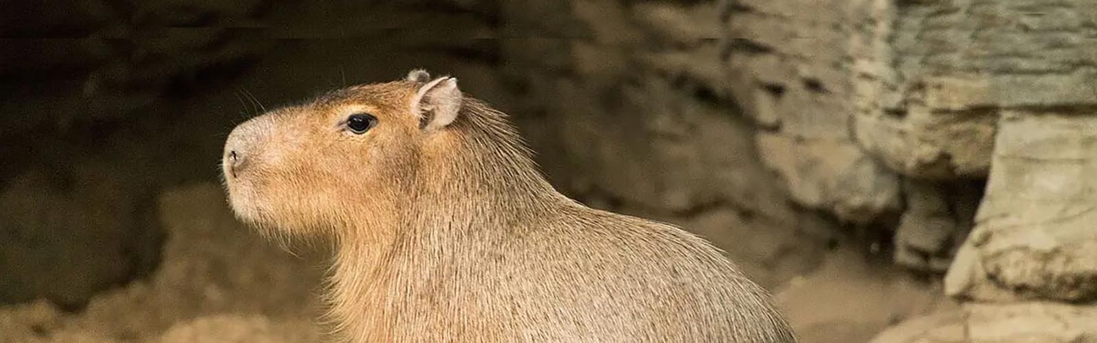 Capybara Personality Test: Traits, Careers & Compatibility | Animal In You