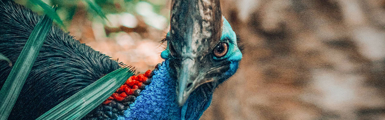 Cassowary