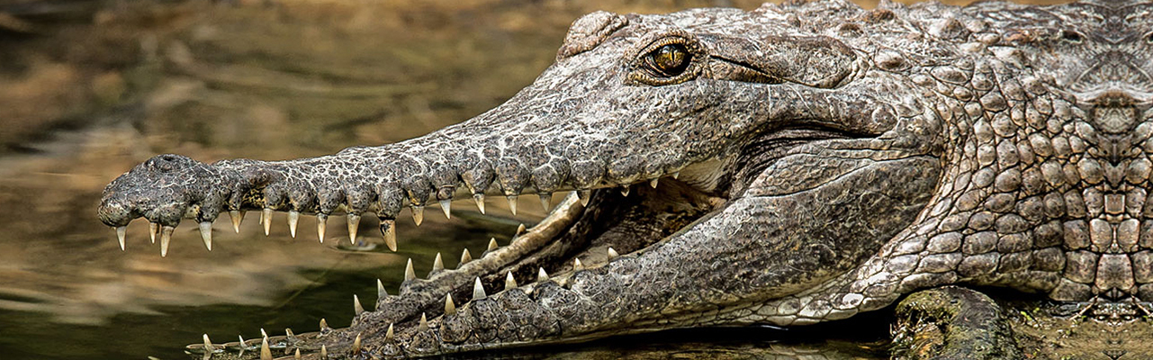 Crocodile
