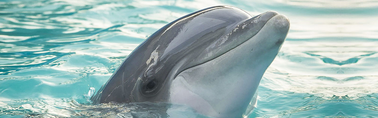 Dolphin