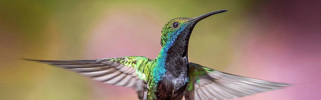 Hummingbird