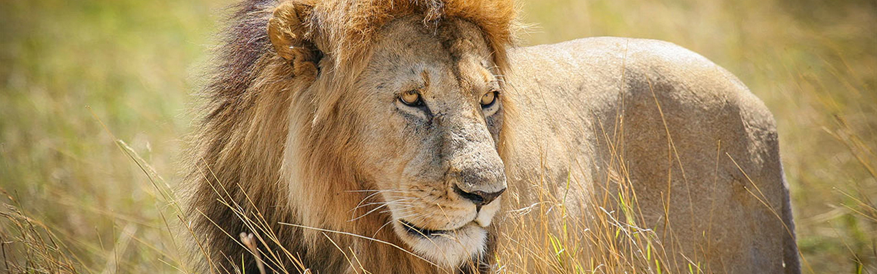 Lion