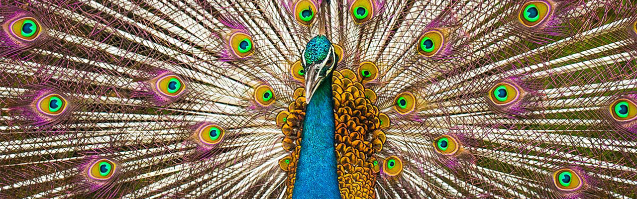 Peacock