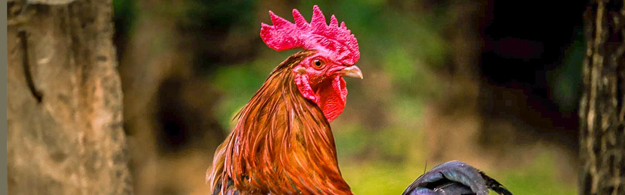 Rooster