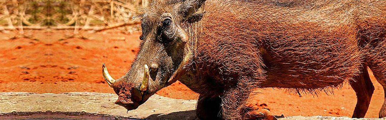 Warthog