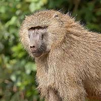 Baboon