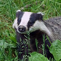 Badger