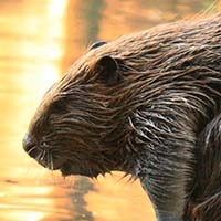 Beaver