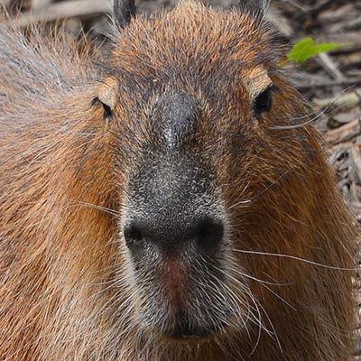 Capybara