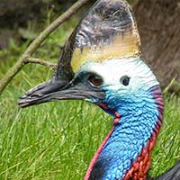 Cassowary