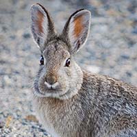 Cottontail