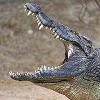 Crocodile