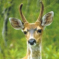 Deer