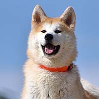 Dog personality type - Animal In You quiz