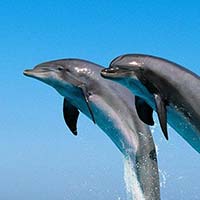 Dolphin personality type - Animal In You quiz
