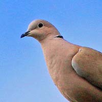 Dove