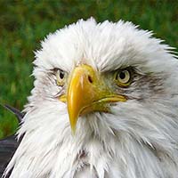 Eagle personality type - Animal In You quiz