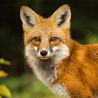 Fox personality type - Animal In You quiz