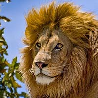 Lion personality type - Animal In You quiz