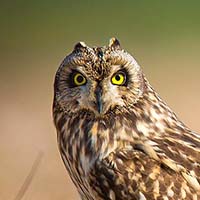Owl personality type - Animal In You quiz