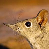 Shrew