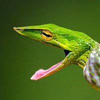Snake