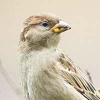 Sparrow
