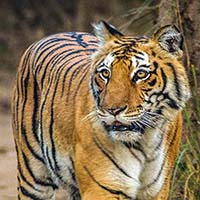 Tiger personality type - Animal In You quiz