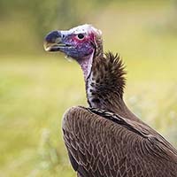 Vulture