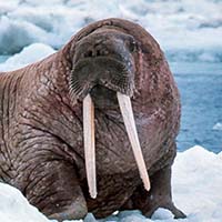 Walrus