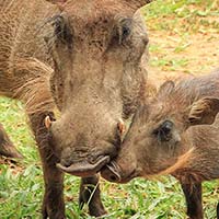 Warthog