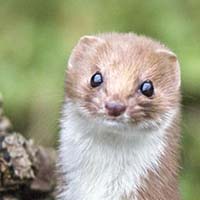Weasel