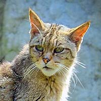 Wild Cat