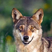 Wolf personality type - Animal In You quiz