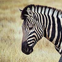Zebra