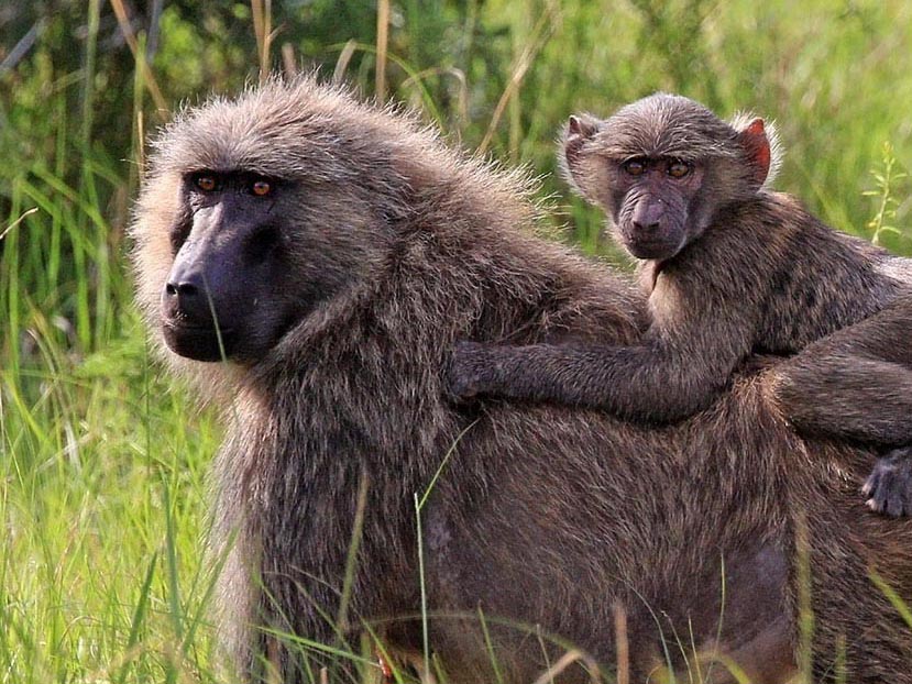 Baboon