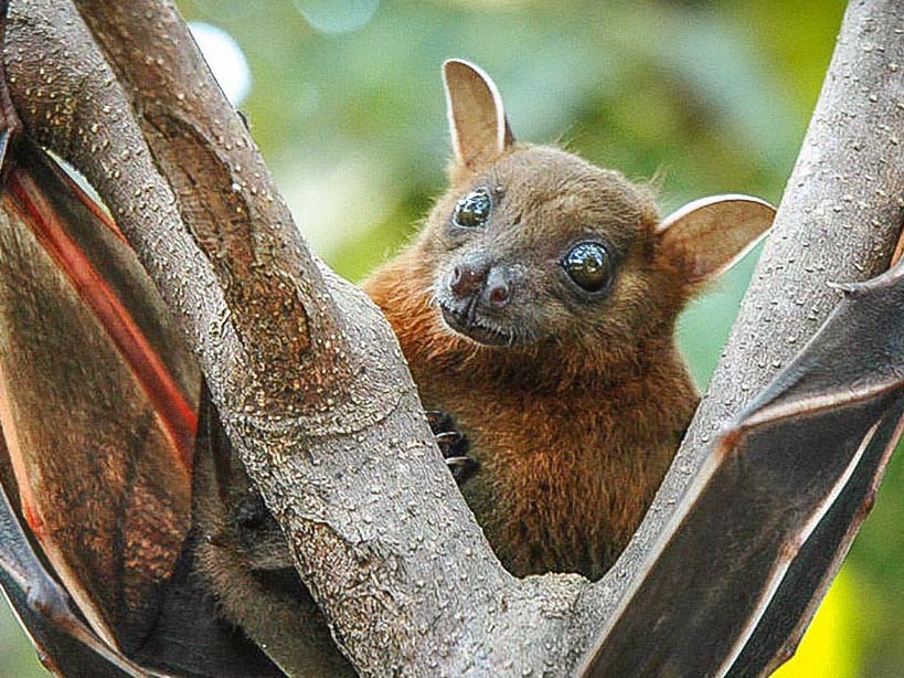 Bat