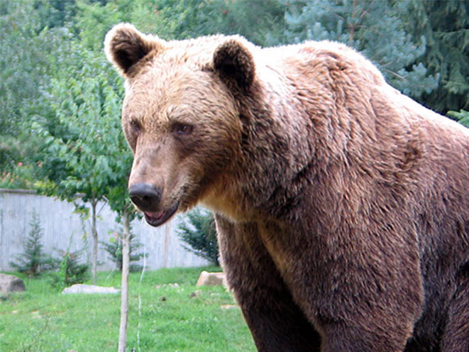 Bear
