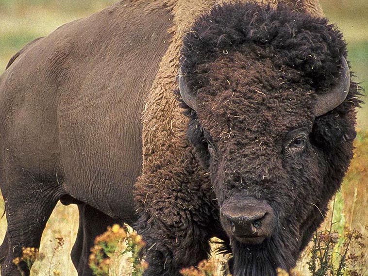 Bison