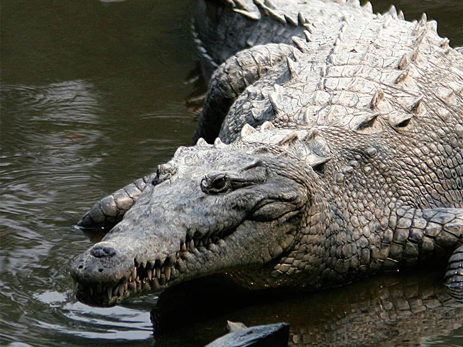 Crocodile