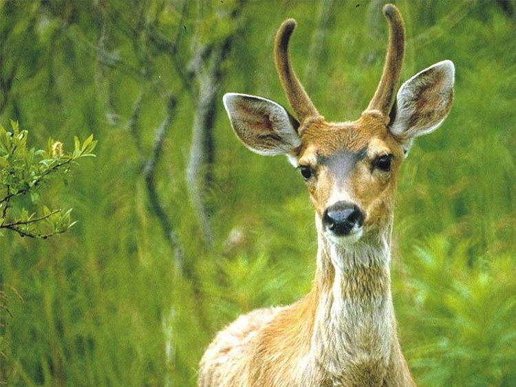 Deer
