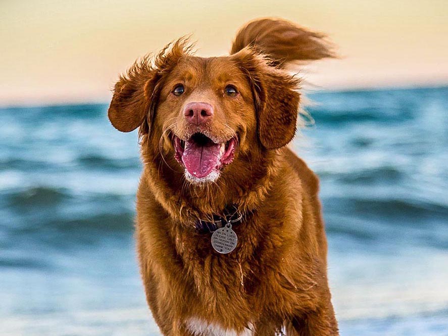 Dog