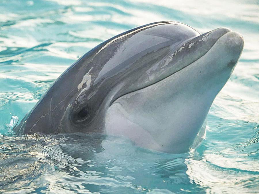 Dolphin