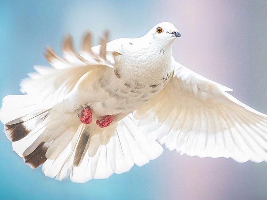 Dove personality