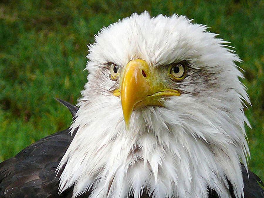 Eagle personality