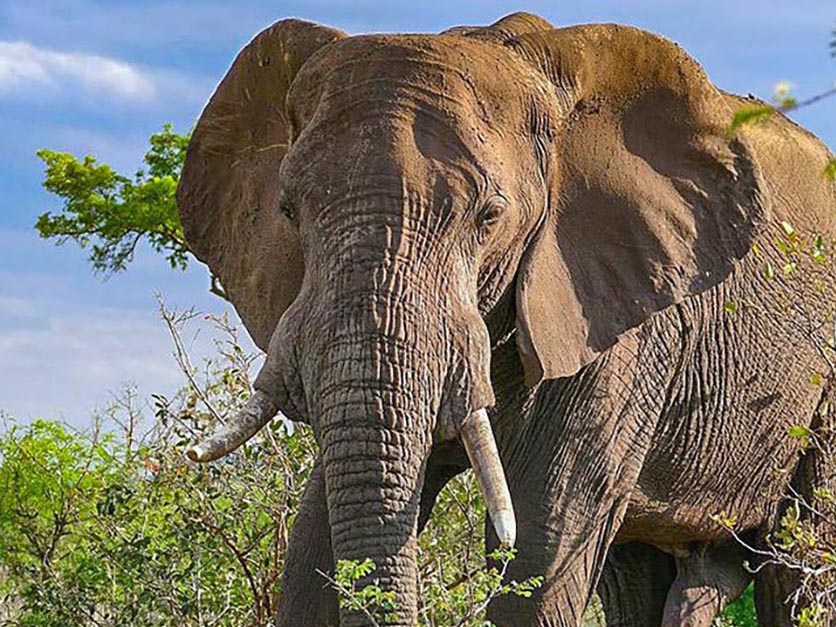 Elephant