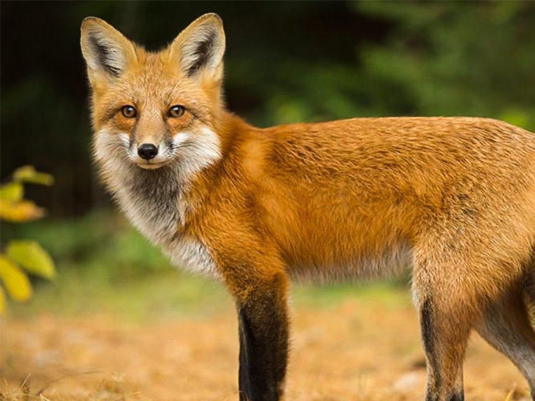 Fox
