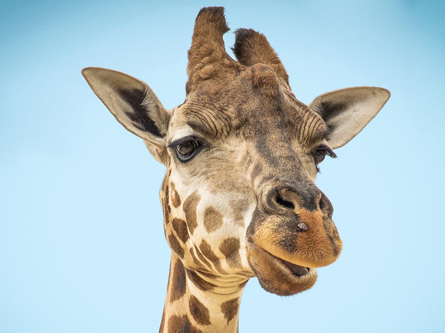Giraffe