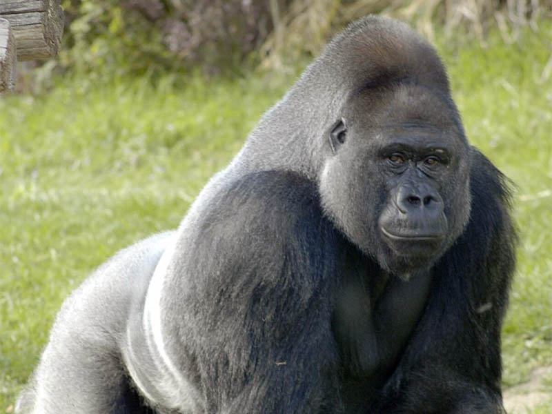 Gorilla